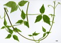 SpeciesSub: var. grandiflora